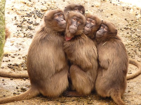 picture of a group of baboons