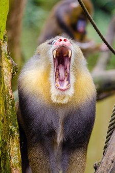 picture of a monkey howling